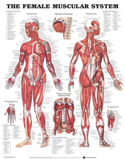 The Female Muscular System Anatomical Chart Poster-null-Lamina Framed Poster