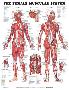 The Female Muscular System Anatomical Chart Poster-null-Lamina Framed Poster