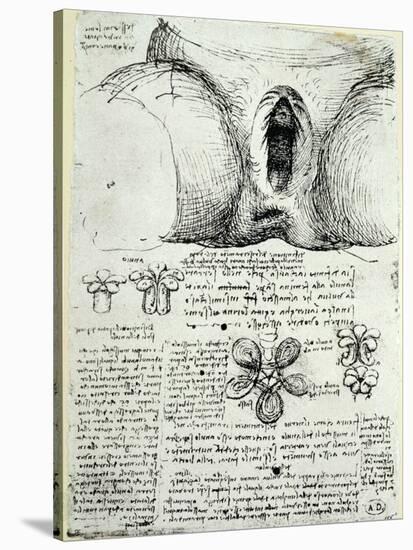 The Female Sexual Organs, Facsimile Copy-Leonardo da Vinci-Stretched Canvas