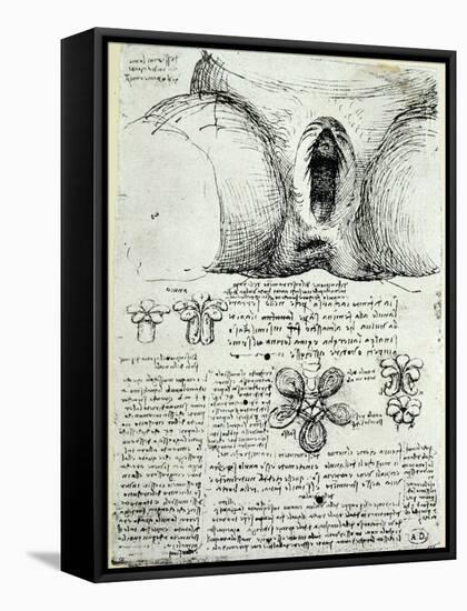 The Female Sexual Organs, Facsimile Copy-Leonardo da Vinci-Framed Stretched Canvas