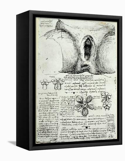 The Female Sexual Organs, Facsimile Copy-Leonardo da Vinci-Framed Stretched Canvas