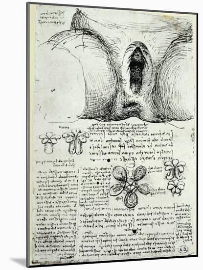 The Female Sexual Organs, Facsimile Copy-Leonardo da Vinci-Mounted Giclee Print
