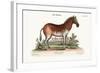 The Female Zebra, 1749-73-George Edwards-Framed Giclee Print