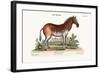 The Female Zebra, 1749-73-George Edwards-Framed Giclee Print