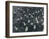 'The field', 1941-Cecil Beaton-Framed Photographic Print