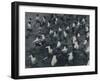 'The field', 1941-Cecil Beaton-Framed Photographic Print