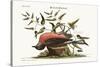 The Fieldfare of Carolina, 1749-73-Mark Catesby-Stretched Canvas