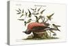 The Fieldfare of Carolina, 1749-73-Mark Catesby-Stretched Canvas