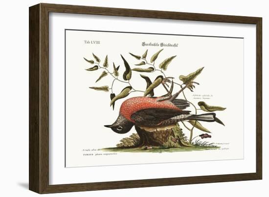 The Fieldfare of Carolina, 1749-73-Mark Catesby-Framed Giclee Print