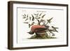 The Fieldfare of Carolina, 1749-73-Mark Catesby-Framed Giclee Print