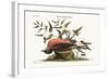 The Fieldfare of Carolina, 1749-73-Mark Catesby-Framed Giclee Print