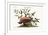 The Fieldfare of Carolina, 1749-73-Mark Catesby-Framed Giclee Print