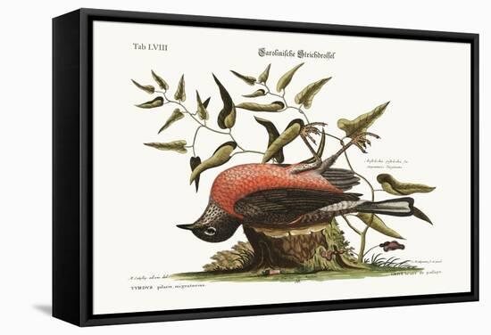 The Fieldfare of Carolina, 1749-73-Mark Catesby-Framed Stretched Canvas