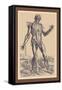 The Fifth Plate of the Muscles-Andreas Vesalius-Framed Stretched Canvas