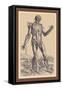 The Fifth Plate of the Muscles-Andreas Vesalius-Framed Stretched Canvas