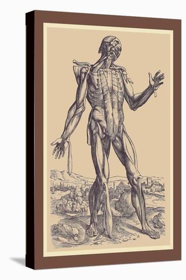 The Fifth Plate of the Muscles-Andreas Vesalius-Stretched Canvas