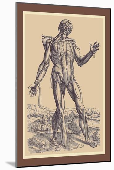 The Fifth Plate of the Muscles-Andreas Vesalius-Mounted Art Print