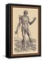 The Fifth Plate of the Muscles-Andreas Vesalius-Framed Stretched Canvas