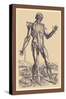 The Fifth Plate of the Muscles-Andreas Vesalius-Stretched Canvas