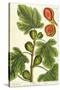 The Fig Tree, Plate 125 from 'A Curious Herbal', published 1782-Elizabeth Blackwell-Stretched Canvas