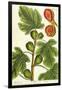 The Fig Tree, Plate 125 from 'A Curious Herbal', published 1782-Elizabeth Blackwell-Framed Giclee Print