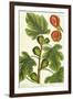 The Fig Tree, Plate 125 from 'A Curious Herbal', published 1782-Elizabeth Blackwell-Framed Giclee Print