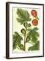 The Fig Tree, Plate 125 from 'A Curious Herbal', published 1782-Elizabeth Blackwell-Framed Giclee Print