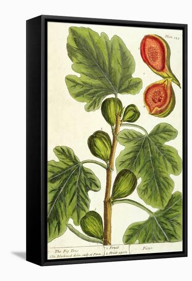 The Fig Tree, Plate 125 from 'A Curious Herbal', published 1782-Elizabeth Blackwell-Framed Stretched Canvas