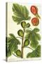 The Fig Tree, Plate 125 from 'A Curious Herbal', published 1782-Elizabeth Blackwell-Stretched Canvas