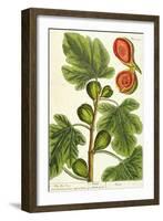 The Fig Tree, Plate 125 from 'A Curious Herbal', published 1782-Elizabeth Blackwell-Framed Giclee Print