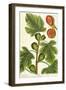 The Fig Tree, Plate 125 from 'A Curious Herbal', published 1782-Elizabeth Blackwell-Framed Giclee Print