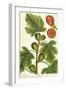 The Fig Tree, Plate 125 from 'A Curious Herbal', published 1782-Elizabeth Blackwell-Framed Giclee Print