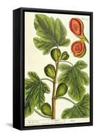 The Fig Tree, Plate 125 from 'A Curious Herbal', published 1782-Elizabeth Blackwell-Framed Stretched Canvas