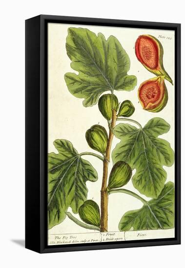 The Fig Tree, Plate 125 from 'A Curious Herbal', published 1782-Elizabeth Blackwell-Framed Stretched Canvas