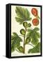 The Fig Tree, Plate 125 from 'A Curious Herbal', published 1782-Elizabeth Blackwell-Framed Stretched Canvas