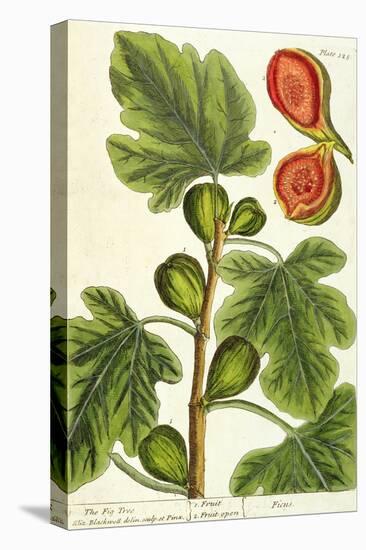 The Fig Tree, Plate 125 from 'A Curious Herbal', published 1782-Elizabeth Blackwell-Stretched Canvas