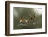 The Fight for the Female-Alberto Carati-Framed Photographic Print