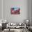 The final flight of the Space Shuttle Columbia flies on 9/21/12 over US Flags at Peperdine Unive...-null-Framed Stretched Canvas displayed on a wall
