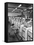 The Final Stages of Cooker Assembly at the Gec Plant, Swinton, South Yorkshire, 1960-Michael Walters-Framed Stretched Canvas