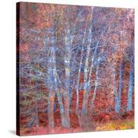 The Fire Forest-Doug Chinnery-Stretched Canvas