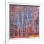 The Fire Forest-Doug Chinnery-Framed Photographic Print