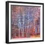 The Fire Forest-Doug Chinnery-Framed Photographic Print