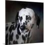 The Firemans Dog Dalmatian-Jai Johnson-Mounted Giclee Print