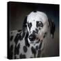 The Firemans Dog Dalmatian-Jai Johnson-Stretched Canvas