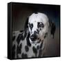 The Firemans Dog Dalmatian-Jai Johnson-Framed Stretched Canvas