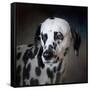 The Firemans Dog Dalmatian-Jai Johnson-Framed Stretched Canvas