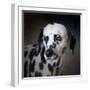 The Firemans Dog Dalmatian-Jai Johnson-Framed Giclee Print