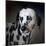 The Firemans Dog Dalmatian-Jai Johnson-Mounted Giclee Print