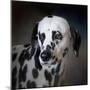 The Firemans Dog Dalmatian-Jai Johnson-Mounted Giclee Print
