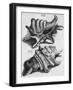 The First Book of Any Size Restricted to Molluscs; Ricreatione Dell'Occhio E Della Mente Nell'…-Filippo Buonanni-Framed Giclee Print